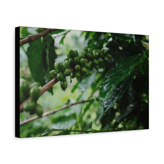 Costa Rican Coffee Bean Matte Canvas Print — Guanacaste Rainforest Wall Art