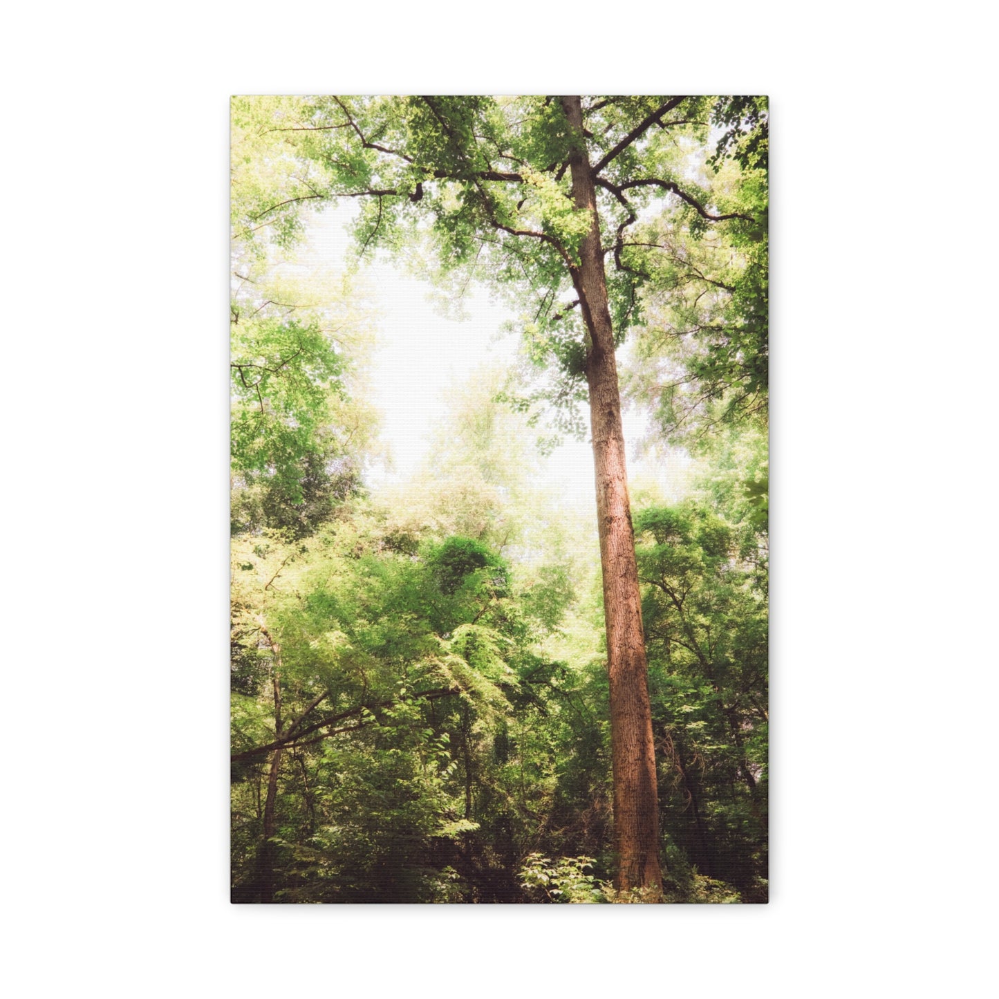 Wesleyan Arboretum Matte Canvas Print — Sunlit Canopy, Surreal Greens & Reds