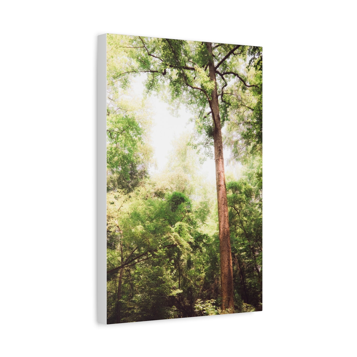 Wesleyan Arboretum Matte Canvas Print — Sunlit Canopy, Surreal Greens & Reds