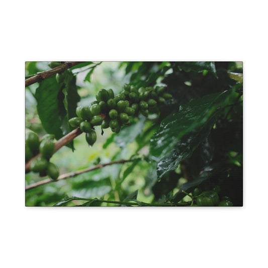 Costa Rican Coffee Bean Matte Canvas Print — Guanacaste Rainforest Wall Art